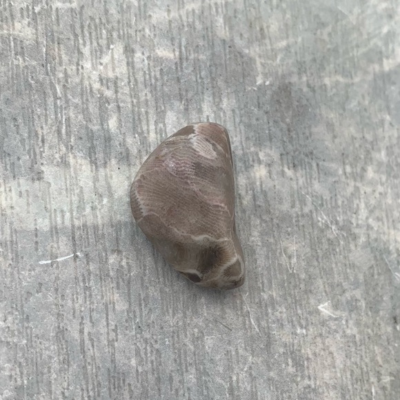 Petoskey stone - Picture 3 of 6